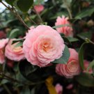Camellia Flowers Light Pink Colors 10 PCS Seeds Camellia Flowers Light Pink Colors 10 PCS Seeds