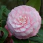 Camellia Flowers Light Pink Colors 10 PCS Seeds