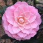 Camellia Flowers Light Pink Colors 10 PCS Seeds