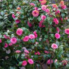 Camellia Flowers Potted Plants 10 PCS Seeds