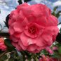 Camellia Flowers Potted Plants 10 PCS Seeds