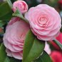 Camellia Flowers Potted Plants 10 PCS Seeds