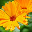 Calendula Orange Pot Marigold Flower 30 PCS Seeds
