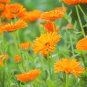 Calendula Orange Pot Marigold Flower 30 PCS Seeds