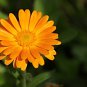 Calendula Orange Pot Marigold Flower 30 PCS Seeds