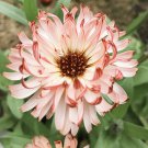 Calendula Bronzed Beauty Bicolor Pot Marigold Flowers 50 PCS Seeds Calendula Bronzed Beauty Bicolor Pot Marigold Flowers 50 PCS Seeds