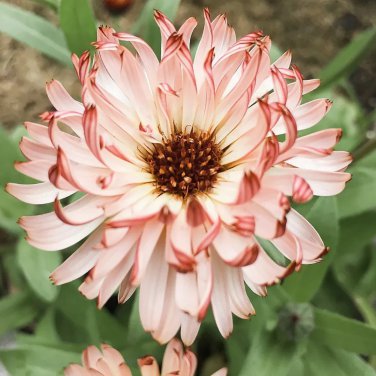 Calendula Bronzed Beauty Bicolor Pot Marigold Flowers 50 PCS Seeds