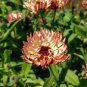 Calendula Bronzed Beauty Bicolor Pot Marigold Flowers 50 PCS Seeds