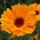 Calendula 50 PCS Seeds