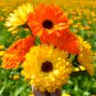 Calendula 50 PCS Seeds