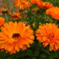 Calendula 50 PCS Seeds