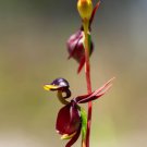Caleana Major Flying Duck Orchid Garden Potted Decor Flowers 100 PCS Seeds Caleana Major Flying Duck Orchid Garden Potted Decor Flowers 100 PCS Seeds