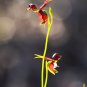 Caleana Major Flying Duck Orchid Garden Potted Decor Flowers 100 PCS Seeds