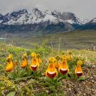 Calceolaria Uniflora Bonsai Flowers 100 PCS Seeds Calceolaria Uniflora Bonsai Flowers 100 PCS Seeds