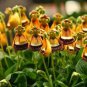 Calceolaria Uniflora Bonsai Flowers 100 PCS Seeds
