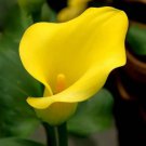 Calla lily perennial potted plant for home & garden decoration 100 PCS Seeds Calla lily perennial potted plant for home & garden decoration 100 PCS Seeds
