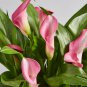 Calla lily perennial potted plant for home & garden decoration 100 PCS Seeds