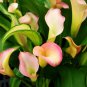Calla lily perennial potted plant for home & garden decoration 100 PCS Seeds