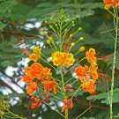 Caesalpinia pulcherrima Poinciana Peacock Flower 100 PCS Seeds Caesalpinia pulcherrima Poinciana Peacock Flower 100 PCS Seeds