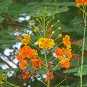 Caesalpinia pulcherrima Poinciana Peacock Flower 100 PCS Seeds