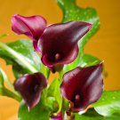 Calla Lily Black Color 50 PCS Seeds
