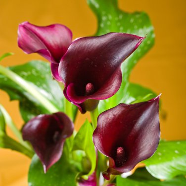 Calla Lily Black Color 50 PCS Seeds