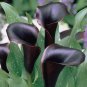 Calla Lily Black Color 50 PCS Seeds