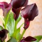 Calla Lily Black Color 50 PCS Seeds