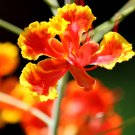 Caesalpinia Pulcherrima 30 PCS Seeds Caesalpinia Pulcherrima 30 PCS Seeds