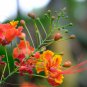 Caesalpinia Pulcherrima 30 PCS Seeds