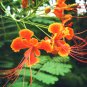 Caesalpinia Pulcherrima 30 PCS Seeds