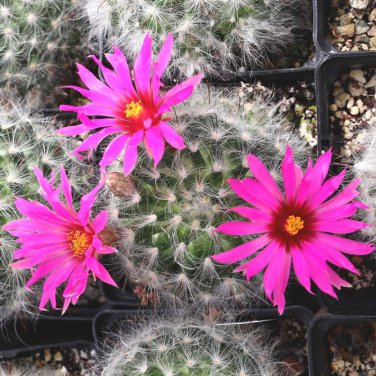 Cactus Pink Flowers 50 PCS Seeds