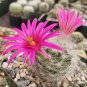 Cactus Pink Flowers 50 PCS Seeds