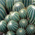 cactus Rebutia variety flowering color mini plant succulent 10 PCS Seeds cactus Rebutia variety flowering color mini plant succulent 10 PCS Seeds