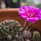 Cactus Lobivia Peruviana Hendriksenianus 25 PCS Seeds