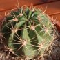 Cactus Lobivia Peruviana Hendriksenianus 25 PCS Seeds