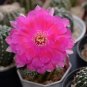Cactus Lobivia Peruviana Hendriksenianus 25 PCS Seeds