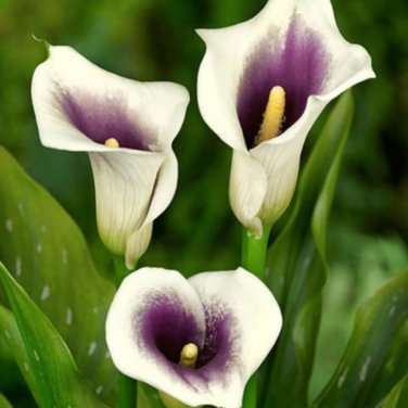 Calla Lily Bonsai Room Flowers Zantedeschia Aethiopica 100 PCS Seeds