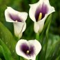 Calla Lily Bonsai Room Flowers Zantedeschia Aethiopica 100 PCS Seeds