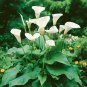 Calla Lily Bonsai Room Flowers Zantedeschia Aethiopica 100 PCS Seeds