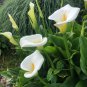 Calla Lily Bonsai Room Flowers Zantedeschia Aethiopica 100 PCS Seeds