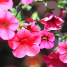 Calibrchoa Million Bells Annual Flower 100 PCS Seeds Calibrchoa Million Bells Annual Flower 100 PCS Seeds