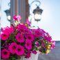 Calibrchoa Million Bells Annual Flower 100 PCS Seeds