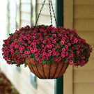 Calibrachoa Kabloom Crave Sunset Vigorous Annual Petunia 100 PCS Seeds