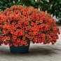 Calibrachoa Kabloom Crave Sunset Vigorous Annual Petunia 100 PCS Seeds