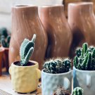 Cactus Indoor Outdoor Planting available 10 PCS Seeds Cactus Indoor Outdoor Planting available 10 PCS Seeds