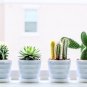 Cactus Indoor Outdoor Planting available 10 PCS Seeds