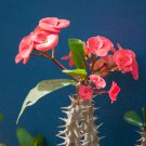 Cactus Euphorbia Milii Flower Outdoor & Indoor Garden Cheap 300 PCS Seeds Cactus Euphorbia Milii Flower Outdoor & Indoor Garden Cheap 300 PCS Seeds