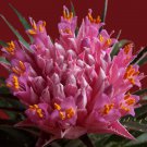 Cactus Bromeliad 20 PCS Seeds