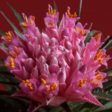 Cactus Bromeliad 20 PCS Seeds